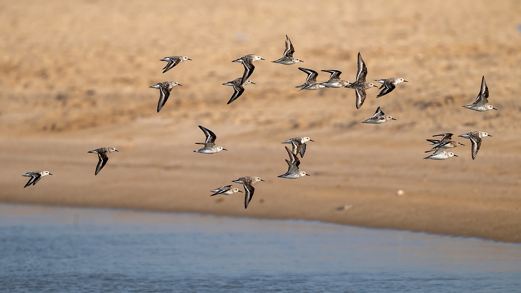 Sanderling